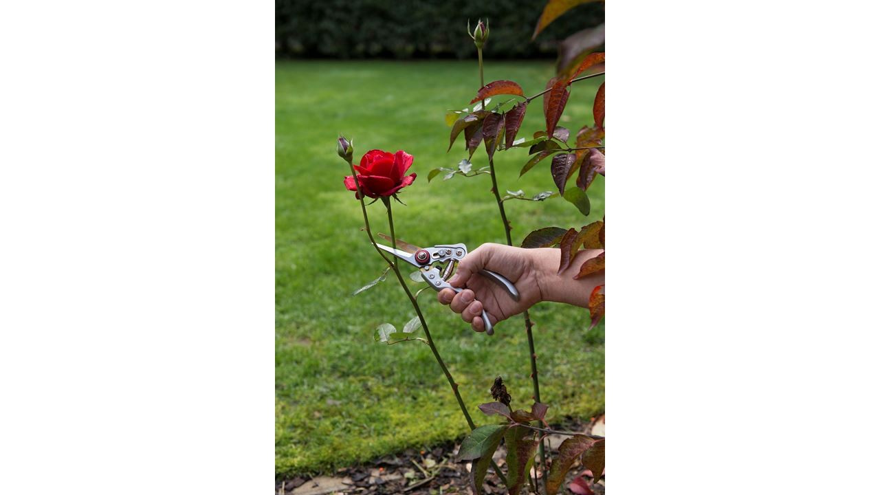 Kreator Pruner Titanium Straight Krtgr1023
